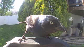common grackle