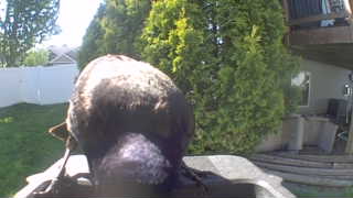 common grackle