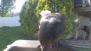 Unidentified clip