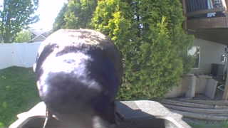 unknown bird species