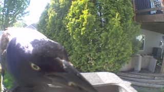 common grackle