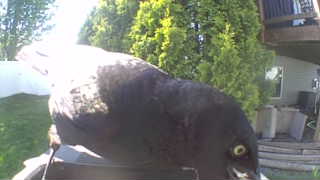 common grackle