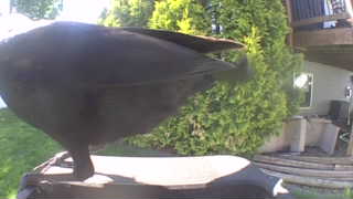 canada goose