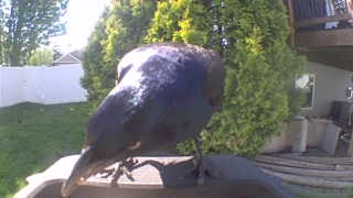 common grackle