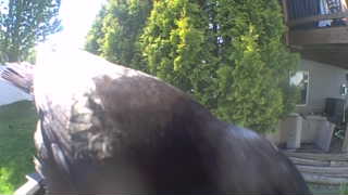 bald eagle