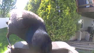 common grackle