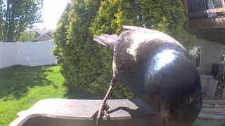 common grackle