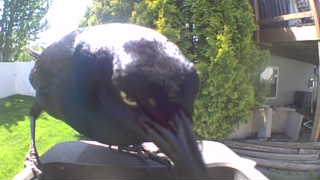 common grackle
