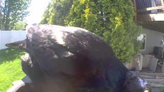 common raven