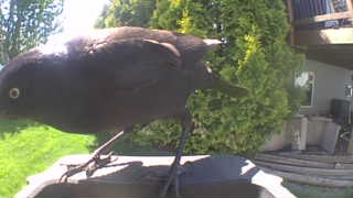 brown-headed cowbird