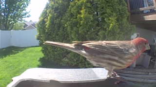 house finch