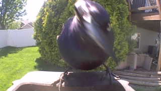 common grackle