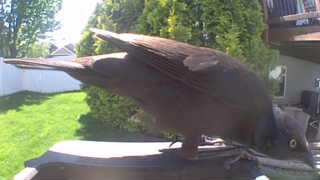 american crow