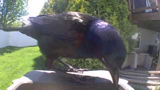 common grackle