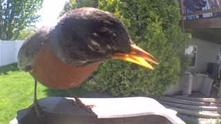 american robin