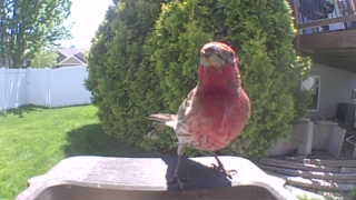 purple finch