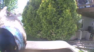 common grackle