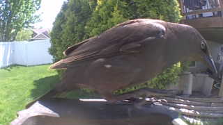 common grackle
