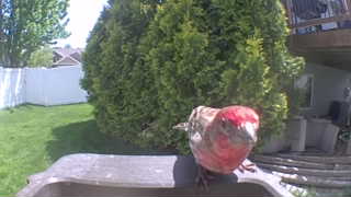 house finch