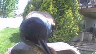 common grackle