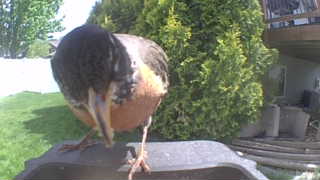 american robin