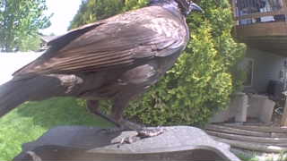 european starling