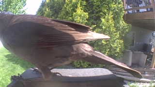 common grackle