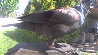 common grackle
