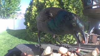common grackle