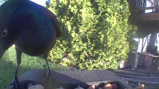 common grackle