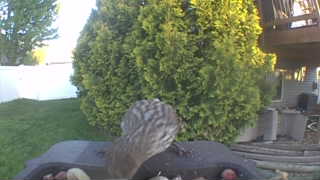 cooper's hawk
