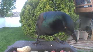 common grackle
