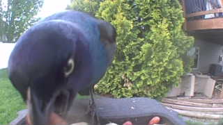 common grackle