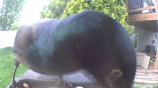 common grackle