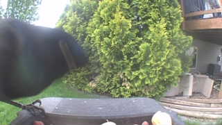 Unidentified clip