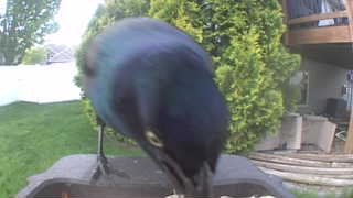 common grackle