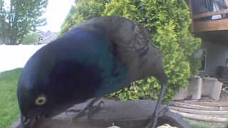 common grackle
