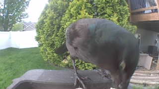 common grackle
