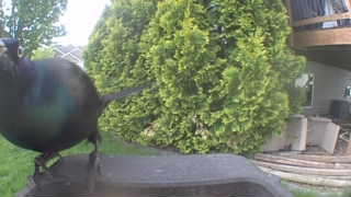 common grackle