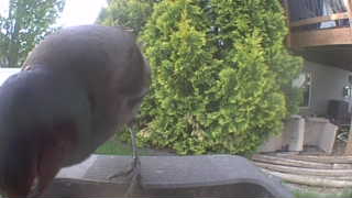 common grackle