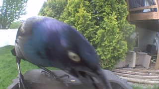 common grackle