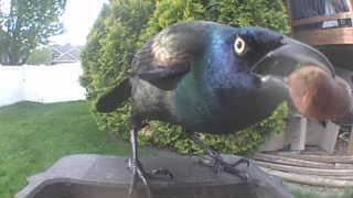common grackle
