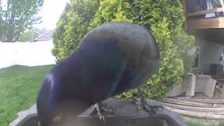 common grackle