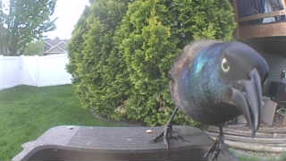 common grackle