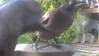 common grackle