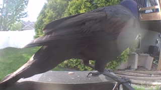 common grackle