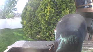 european starling