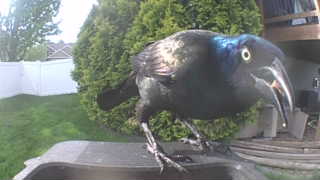 common grackle