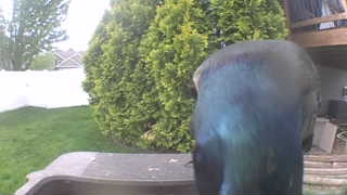common grackle