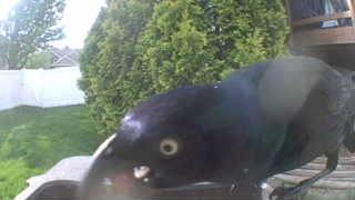 common grackle